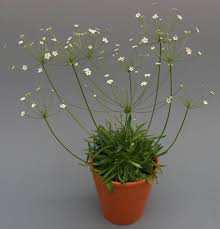 Attēlu rezultāti vaicājumam “Androsace septentrionalis”