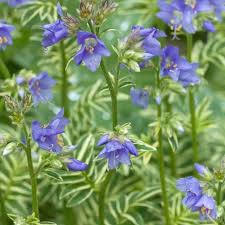 Attēlu rezultāti vaicājumam “Polemonium caeruleum fruit”