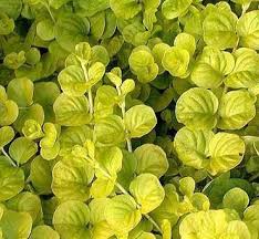 Attēlu rezultāti vaicājumam “Lysimachia nummularia”