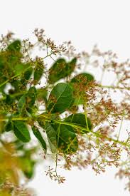 Attēlu rezultāti vaicājumam “Diderma cingulatum young”