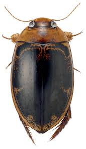 Attēlu rezultāti vaicājumam “Hydaticus transversalis”