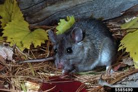 Attēlu rezultāti vaicājumam “Cricetidae”