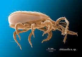 Attēlu rezultāti vaicājumam “Mesostigmata”