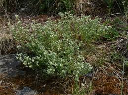 Attēlu rezultāti vaicājumam “Scleranthus perennis bud”