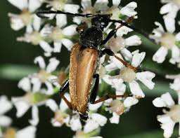 Attēlu rezultāti vaicājumam “Leptura rubra”