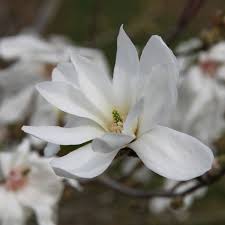 Attēlu rezultāti vaicājumam “Magnolia x loebneri flower”