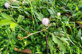 Image result for pohon semalu images