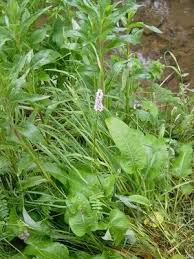 Attēlu rezultāti vaicājumam “Bistorta major leaf”