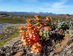 Attēlu rezultāti vaicājumam “Rhodiola rosea”