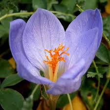 Attēlu rezultāti vaicājumam “Crocus speciosus”