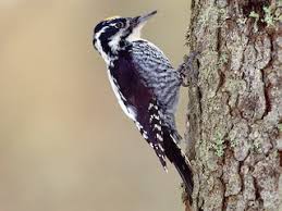 Attēlu rezultāti vaicājumam “Picoides tridactylus”