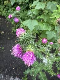 Attēlu rezultāti vaicājumam “Carduus crispus leaf”