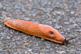 Attēlu rezultāti vaicājumam “Arion rufus”