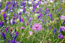 Image result for Flockenblume