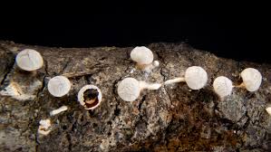 Attēlu rezultāti vaicājumam “Diderma montanum”