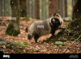 Attēlu rezultāti vaicājumam “Nyctereutes procyonoides”