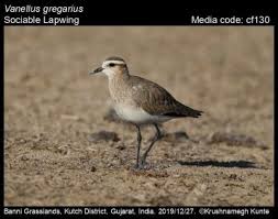 Image result for Vanellus gregarius