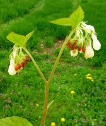 Attēlu rezultāti vaicājumam “Symphytum grandiflorum”