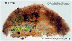 Attēlu rezultāti vaicājumam “Arthonia spadicea”