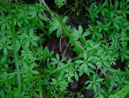 Attēlu rezultāti vaicājumam “Galium triflorum leaf”
