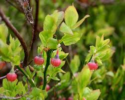 Attēlu rezultāti vaicājumam “Vaccinium myrtillus flower”