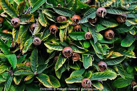 Attēlu rezultāti vaicājumam “Mespilus germanica leaf”