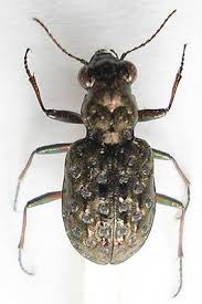 Attēlu rezultāti vaicājumam “Elaphrus cupreus”