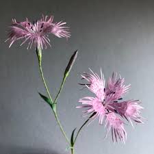 Image result for Dianthus superbus