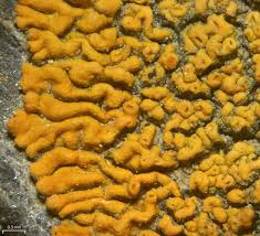 Attēlu rezultāti vaicājumam “Caloplaca saxicola”