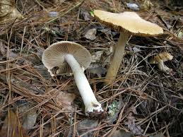 Attēlu rezultāti vaicājumam “Rozites caperata”