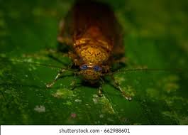 Attēlu rezultāti vaicājumam “Blattoptera”