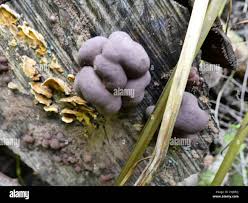 Attēlu rezultāti vaicājumam “Hypoxylon fuscum”