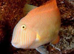 Image result for Xyrichtys novacula