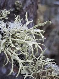 Attēlu rezultāti vaicājumam “Evernia mesomorpha”