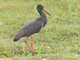 Attēlu rezultāti vaicājumam “Ciconia nigra”