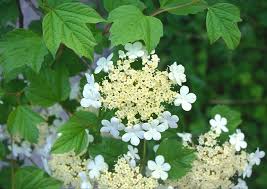Attēlu rezultāti vaicājumam “Viburnum opulus flower”