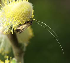Attēlu rezultāti vaicājumam “Adela cuprella”