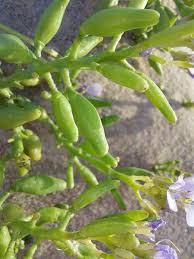 Attēlu rezultāti vaicājumam “Cakile maritima subsp. baltica flower”