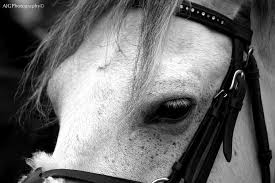 Image result for Elstead Riding Club