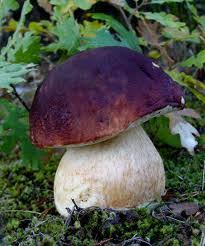 Attēlu rezultāti vaicājumam “Boletales”