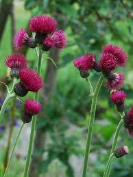 Attēlu rezultāti vaicājumam “Cirsium x rigens flower”