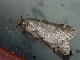 Attēlu rezultāti vaicājumam “Alsophila aescularia”