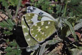 Attēlu rezultāti vaicājumam “Pontia edusa upperside”