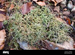 Attēlu rezultāti vaicājumam “Cladonia ciliata”