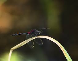 Attēlu rezultāti vaicājumam “Leucorrhinia dubia male”