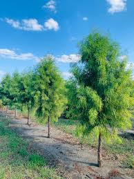 Attēlu rezultāti vaicājumam “Taxodium distichum”