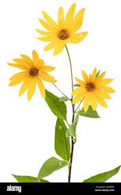 Attēlu rezultāti vaicājumam “Helianthus tuberosus flower”