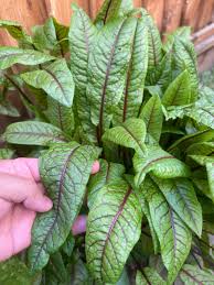 Image result for Rumex sanguineum