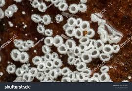 Attēlu rezultāti vaicājumam “Lachnum virgineum”