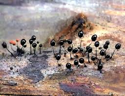 Attēlu rezultāti vaicājumam “Comatricha sp.”